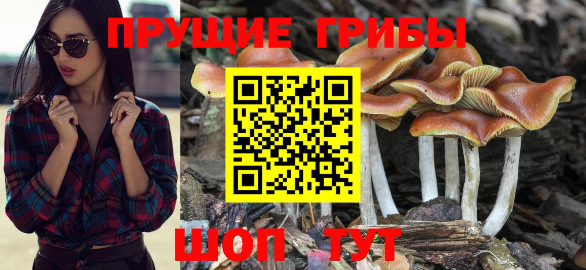 Узловая  Галлюциногенные грибы GOLDEN TEACHER  Вход с VPN 
