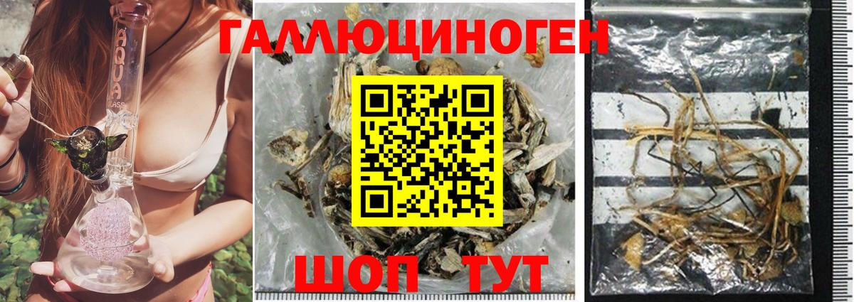 Псилоцибиновые грибы Cubensis Узловая